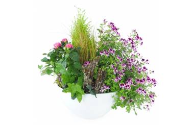 Image de l'assemblage de plantes roses & mauves "Pulchra" | L'Agitateur Floral