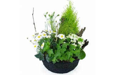 Image de la Composition de plantes blanches "Chamomilla" | L'Agitateur Floral