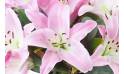 Image zoom Bouquet de lys rose "Bruxelles" | L'Agitateur Floral