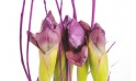 Composition florale : zoom sur des iris