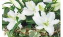 Image zoom Bouquet de lys blanc "Alicante" | L'Agitateur Floral