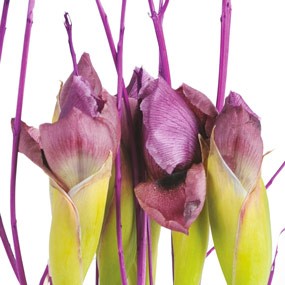 mozaique : zoom sur les iris rose