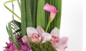 image des orchidées et du calla de la composition Exubérance Florale