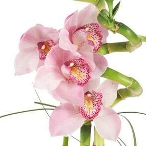 mozaique : vue sur les orchidées rose