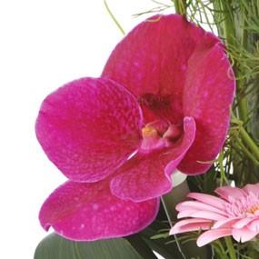 mosaïque : zoom sur une orchidée vanda