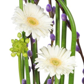 mosaique : zoom sur des germinis blancs