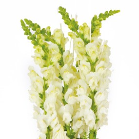 mosaïque : vue sur le haute de la composition florale