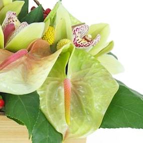 Zoom 2 image : Composition florale carrée verte "Aurora"| L'Agitateur Floral