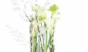 Zoom image Composition blanche en hauteur "Lima"| L'Agitateur Floral