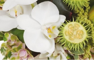 image d'une magnifique orchidée blanche de la composition