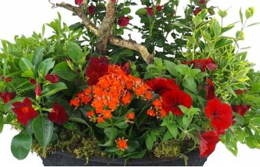 Zoom image de la Coupe de plantes rouges & oranges "Rufus" | L'Agitateur Floral