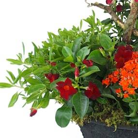 Zoom 1 image de la Coupe de plantes rouges & oranges "Rufus" | L'Agitateur Floral