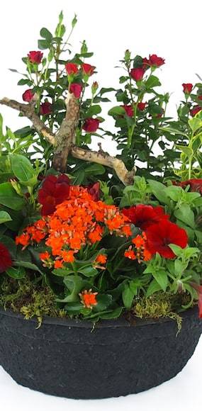 Zoom 3 image de la Coupe de plantes rouges & oranges "Rufus" | L'Agitateur Floral