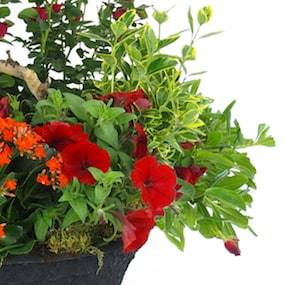 Zoom 4 image de la Coupe de plantes rouges & oranges "Rufus" | L'Agitateur Floral