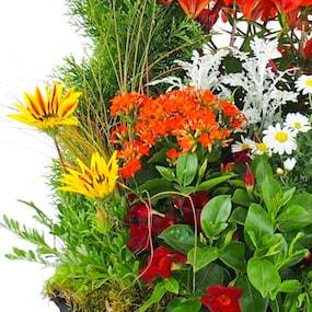 Zoom 1 Image de la Grande coupe de plantes vertes & fleuries "Solis" | L'Agitateur Floral