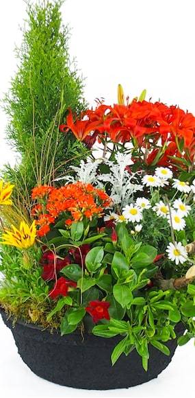 Zoom 3 Image de la Grande coupe de plantes vertes & fleuries "Solis" | L'Agitateur Floral