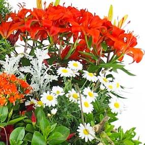 Zoom 4 Image de la Grande coupe de plantes vertes & fleuries "Solis" | L'Agitateur Floral