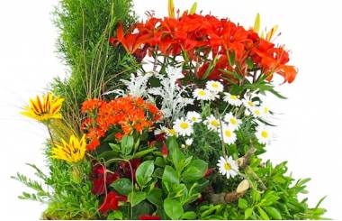 Zoom image de la Grande coupe de plantes vertes & fleuries "Solis" | L'Agitateur Floral