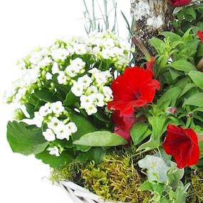 Zoom 1 image de la Coupe de plantes rouges & blanches "Rubrum" | L'Agitateur Floral