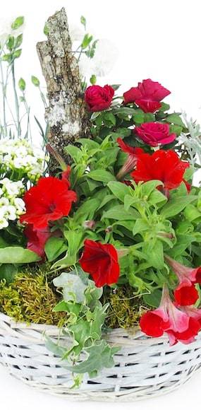 Zoom 3 image de la Coupe de plantes rouges & blanches "Rubrum" | L'Agitateur Floral