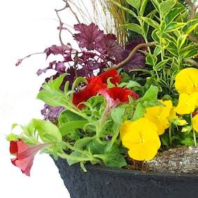 Zoom 1 image assemblage de plantes "Helianthus" | L'Agitateur Floral