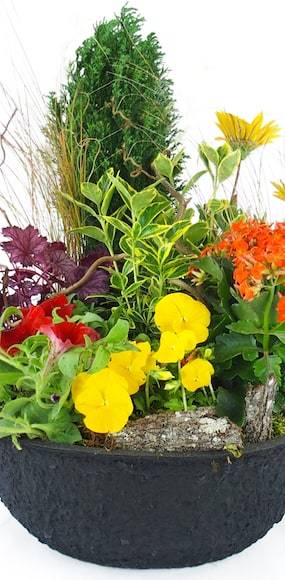 Zoom 3 image assemblage de plantes "Helianthus" | L'Agitateur Floral