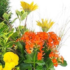 Zoom 4 image assemblage de plantes "Helianthus" | L'Agitateur Floral