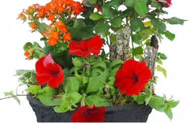 Zoom image de la Coupe de plantes rouges, orange "Calidi" | L'Agitateur Floral