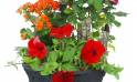 Zoom image de la Coupe de plantes rouges, orange "Calidi" | L'Agitateur Floral