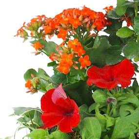 Zoom 1 image de la Coupe de plantes rouges, orange "Calidi" | L'Agitateur Floral