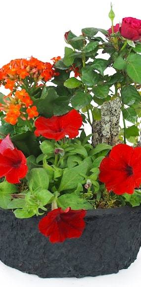 Zoom 3 image de la Coupe de plantes rouges, orange "Calidi" | L'Agitateur Floral