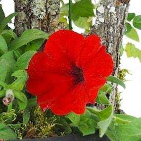 Zoom 4 image de la Coupe de plantes rouges, orange "Calidi" | L'Agitateur Floral