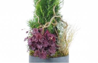 Zoom image de la Composition de deuil de plantes en hauteur "Abies" | L'Agitateur Floral