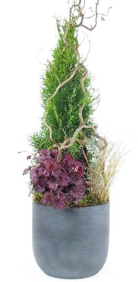 Zoom 3 de la Composition de deuil de plantes en hauteur "Abies" | L'Agitateur Floral