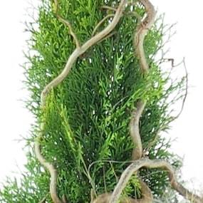 Zoom 1 de la Composition de deuil de plantes en hauteur "Abies" | L'Agitateur Floral