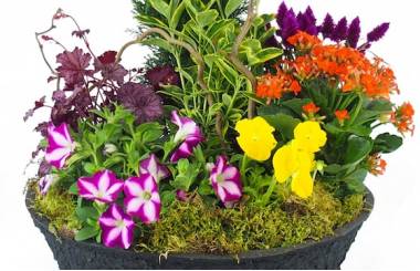 Zoom image de la Coupe de plantes colorées "Gaudium" | L'Agitateur Floral