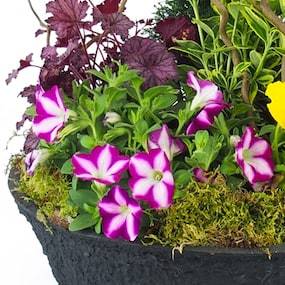 Zoom 1 de la Coupe de plantes colorées "Gaudium" | L'Agitateur Floral