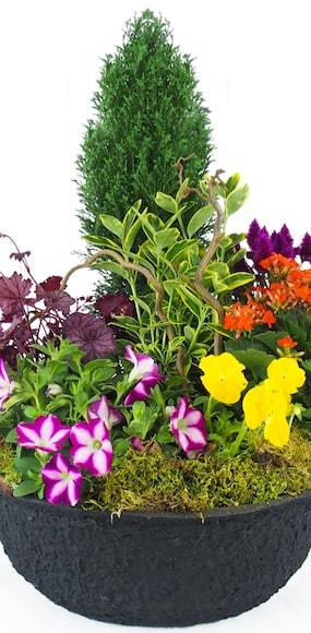 Zoom 3 de la Coupe de plantes colorées "Gaudium" | L'Agitateur Floral