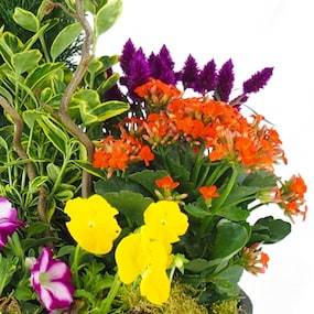 Zoom 4 de la Coupe de plantes colorées "Gaudium" | L'Agitateur Floral