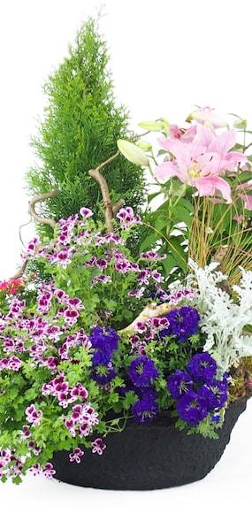 Zoom 3 de la Grande coupe de plantes roses, mauves et bleues "Rosea Lilium" | L'Agitateur Floral