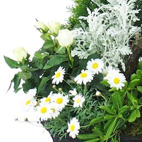 Zoom 1 Grand assemblage de plantes "Caelum" | L'Agitateur Floral