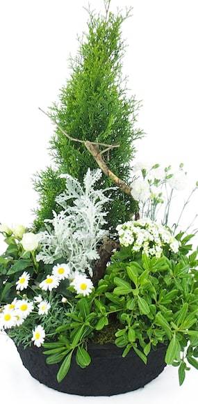 Zoom 3 Grand assemblage de plantes "Caelum" | L'Agitateur Floral