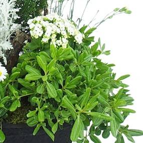 Zoom 4 Grand assemblage de plantes "Caelum" | L'Agitateur Floral