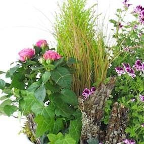 Zoom 1 de l'assemblage de plantes roses & mauves "Pulchra" | L'Agitateur Floral