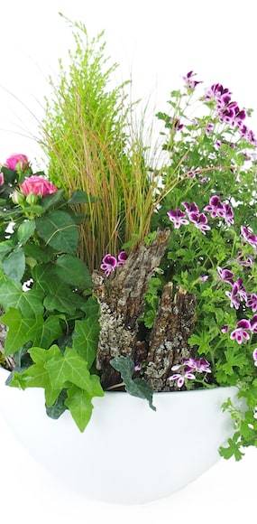 Zoom 3 de l'assemblage de plantes roses & mauves "Pulchra" | L'Agitateur Floral