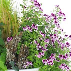 Zoom 4 de l'assemblage de plantes roses & mauves "Pulchra" | L'Agitateur Floral