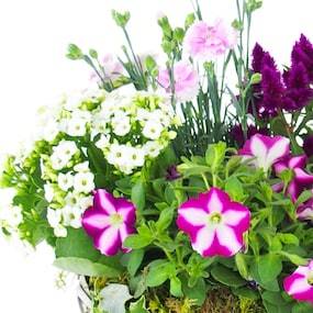 Zoom 1 de l'Assemblage de plantes "Rosea" | L'Agitateur Floral