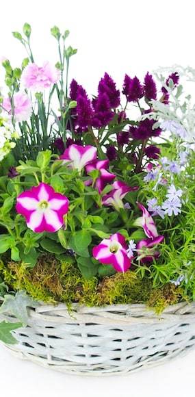 Zoom 3 de l'Assemblage de plantes "Rosea" | L'Agitateur Floral