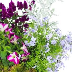 Zoom 4 de l'Assemblage de plantes "Rosea" | L'Agitateur Floral