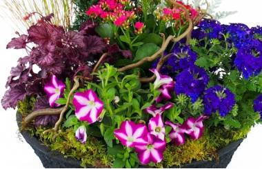 Zoom image de la Composition de plantes rose & bleue "Plantae" | L'Agitateur Floral